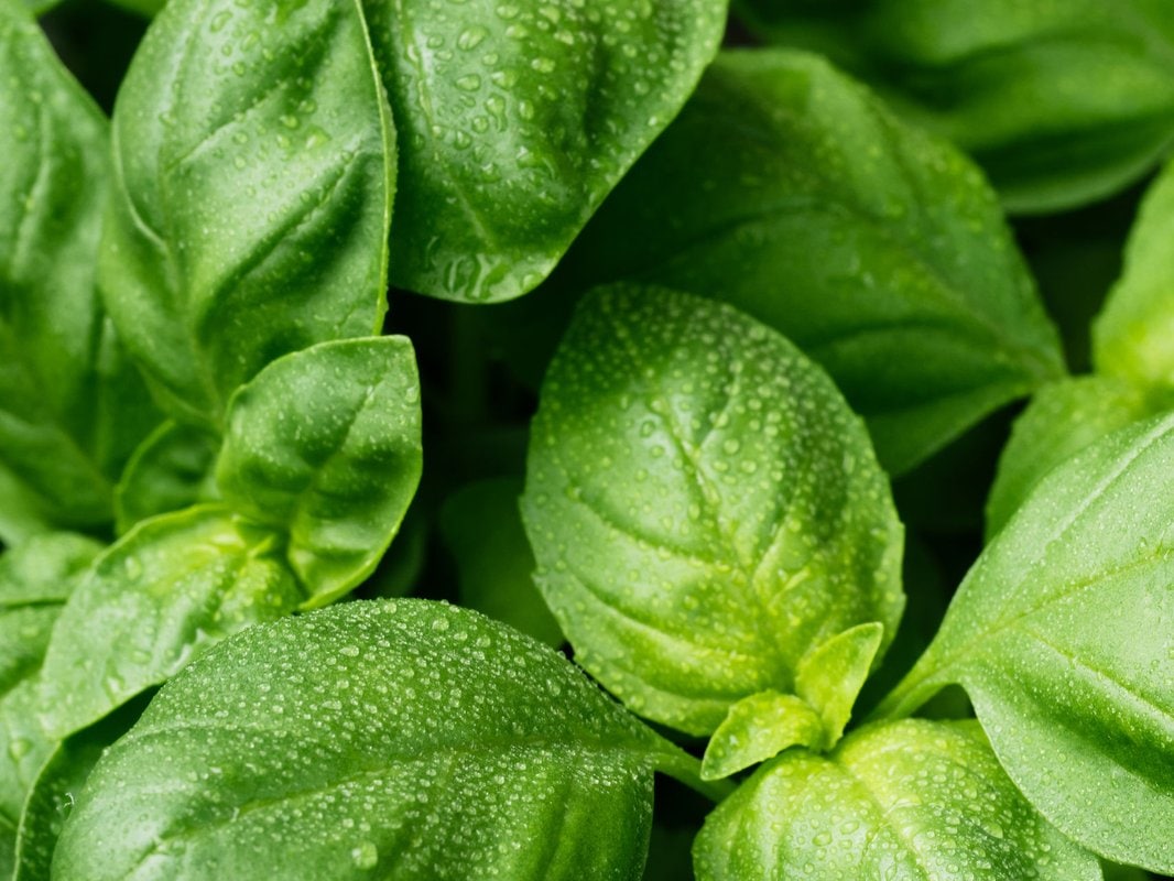 Bazylia: aromatyczna roślina zapewniająca wewnętrzny spokój